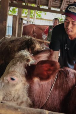 Jelang Kurban, Pemprov Jateng Perkuat Layanan Kesehatan Hewan Keliling