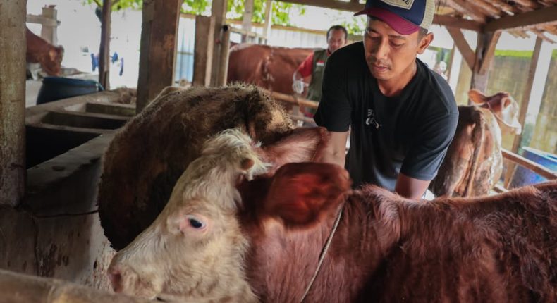 foto slider headline