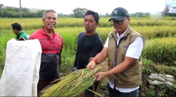 BULOG Tembus 3 Juta Ton Pengadaan Beras, Semarang Catat Capaian Positif